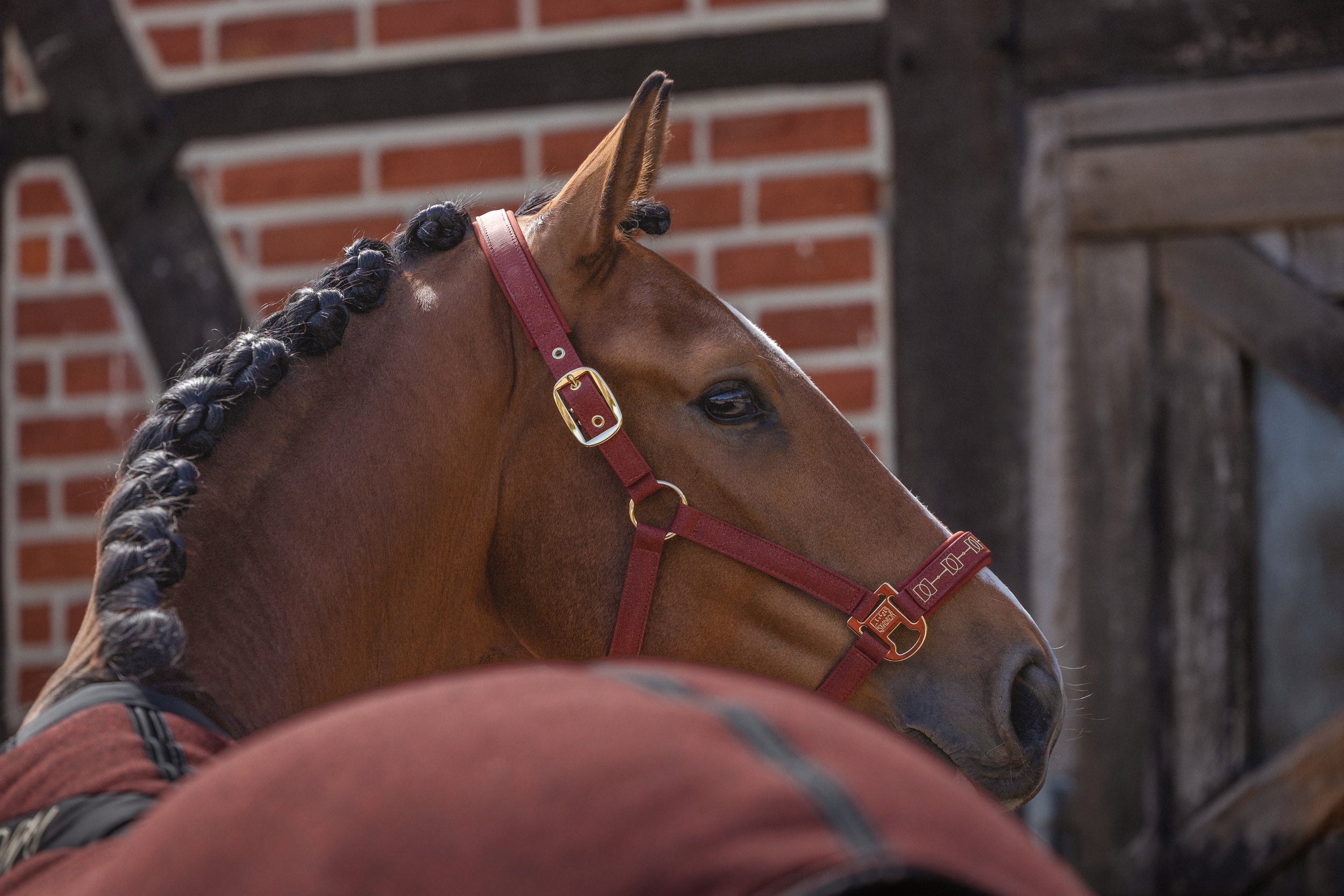 Halfter SPARKLE DOUBLE PIN- merlot "Eskadron Heritage 26/27"