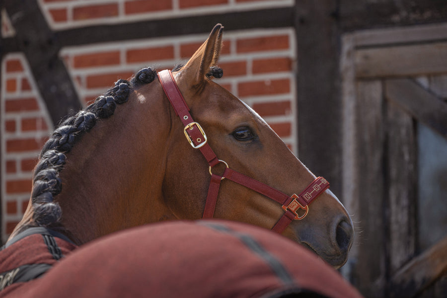 Halfter SPARKLE DOUBLE PIN- merlot "Eskadron Heritage 26/27"
